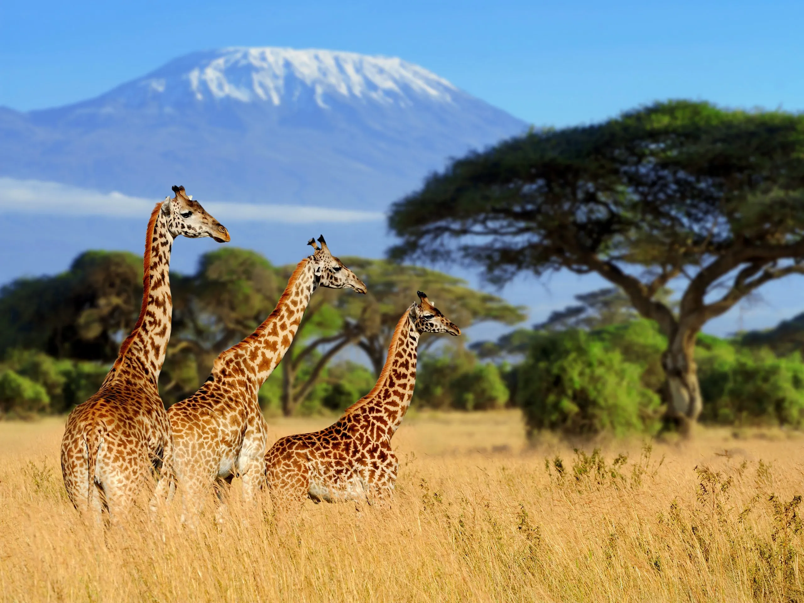 Safari Dreams: East Africa's Greatest Wildlife Spectacles